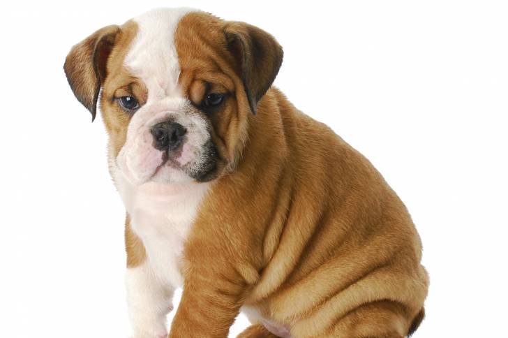 Un bébé Olde English Bulldogge potelé au pelage blanc et marron est assis dans une pièce blanche.