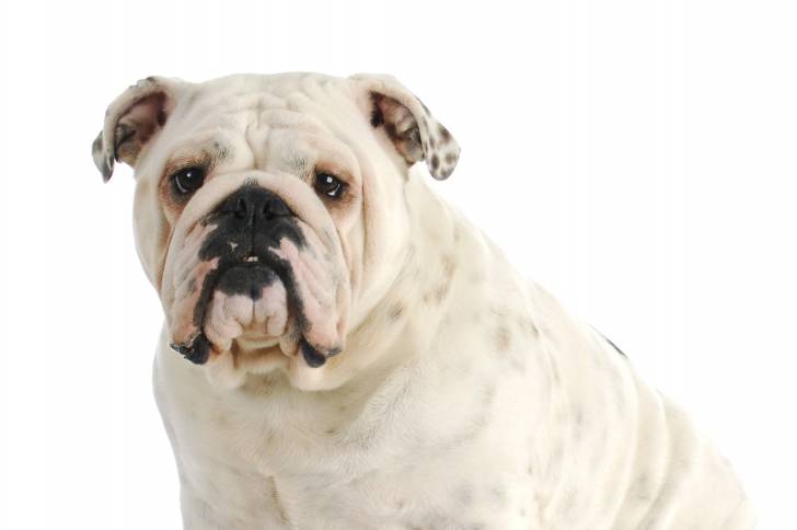 Gros plan sur un Olde English Bulldogge adulte au pelage blanc, assis dans une pièce blanche.