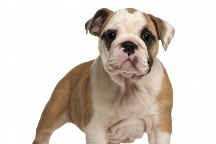 Un chiot Olde English Bulldogge au pelage blanc et marron se tient debout dans une pièce blanche.