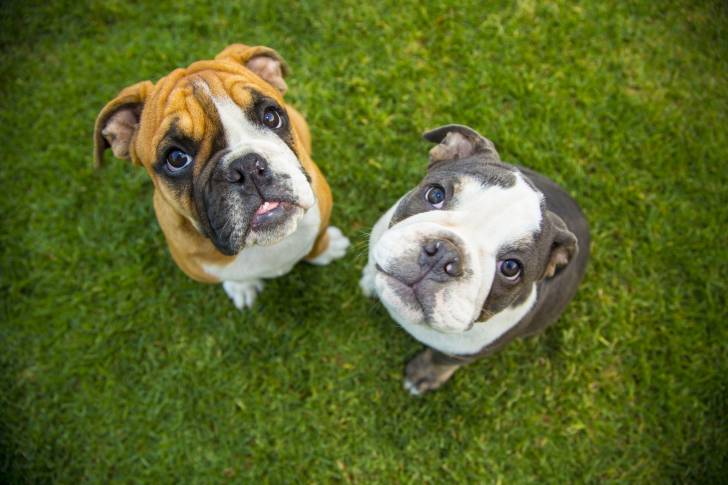 Deux chiens adultes Olde English Bulldogge se tiennent debout sur l'herbe et regardent en l'air.