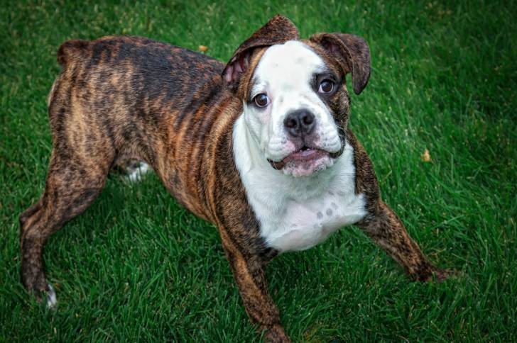 Un Olde English Bulldogge adulte blanc et marron joue avec une balle dans le jardin. 