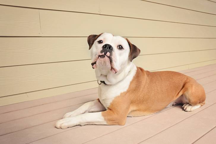 Un Olde English Bulldogge adulte au pelage blanc et fauve allongé sur des planches près d'un mur.