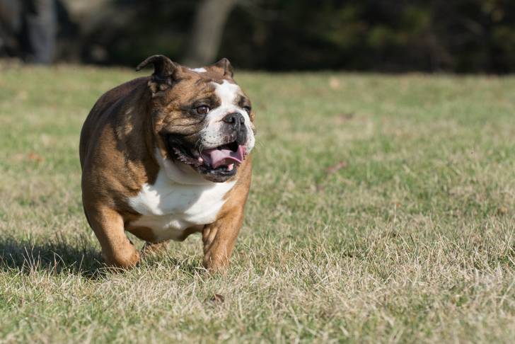 Un Olde English Bulldogge musclé se promène seul au milieu d'une étendue d'herbe.