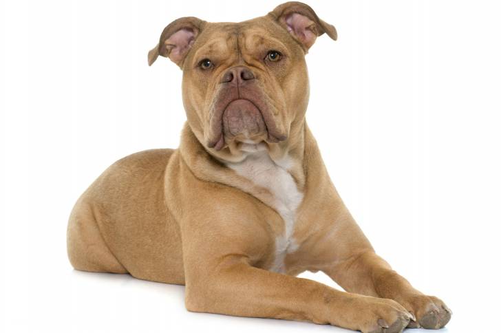 Un Olde English Bulldogge adulte au pelage de couleur fauve est allongé dans une salle blanche.