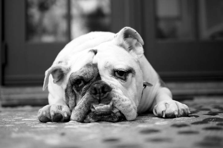 Photo en noir et blanc d'un Olde English Bulldogge adulte allongé sur les pavés de la rue et l'air fatigué