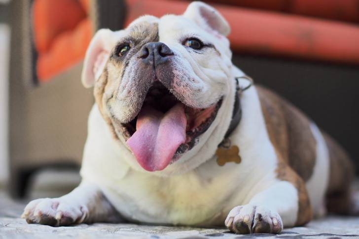 Un chien adulte Olde English Bulldogge souriant et tirant la langue en étant allongé devant un canapé
