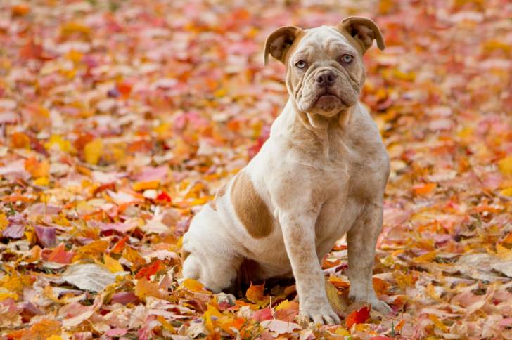 Un chien adulte Olde English Bulldogge aux yeux bleus est assis sur un lit de feuilles.