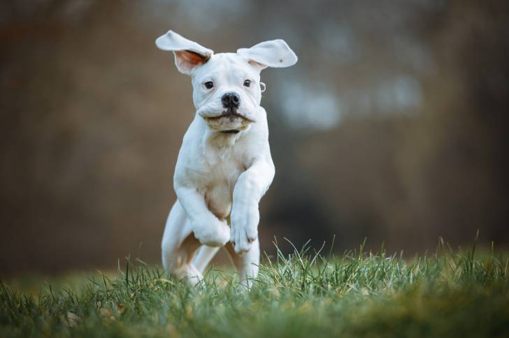 Un jeune Olde English Bulldogge blanc court rapidement sur une étendue d'herbe.