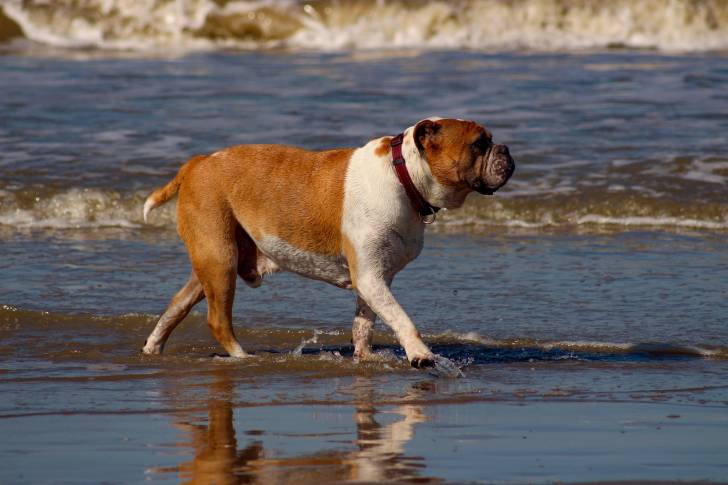 Un Olde English Bulldogge au pelage marron et blanc se promène tranquillement au bord de l'eau.