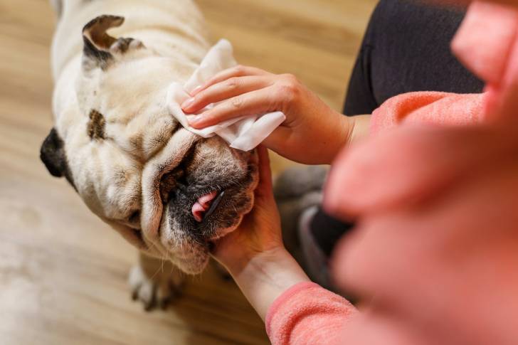 Un Olde English Bulldogge se fait nettoyer le visage avec une lingette par sa maîtresse.
