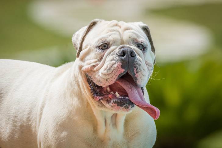 Un Olde English Bulldogge adulte au pelage beige ouvre grand sa bouche et tire la langue.
