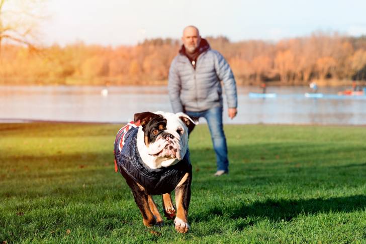 Un Olde English Bulldogge et son maître s'amusent ensemble sur l'herbe près d'un lac. 