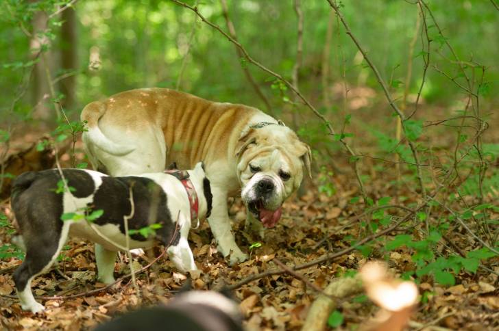 Un Olde English Bulldogge et son ami se promènent et jouent ensemble dans la forêt. 