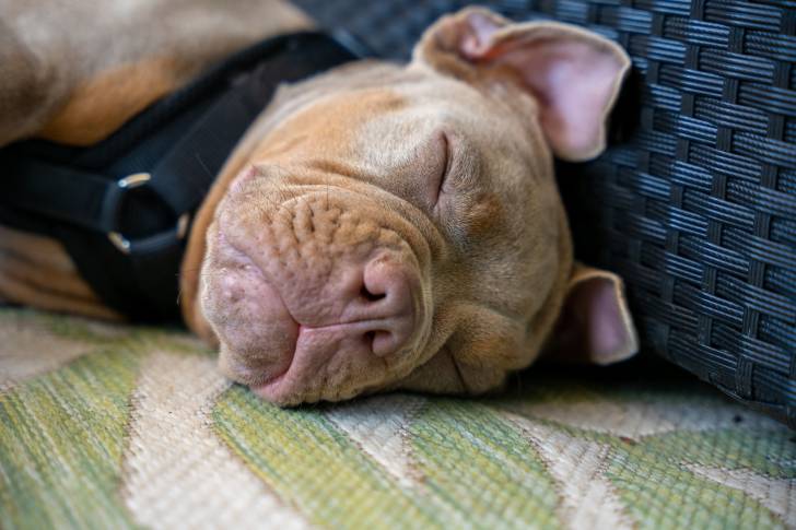 Un bébé Olde English Bulldogge au pelage marron dort en étant allongé sur le côté et porte un harnais.