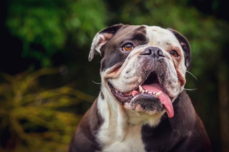 Un Olde English Bulldogge adulte blanc et brun avec la bouche ouverte et faisant pendre sa langue sur le côté.