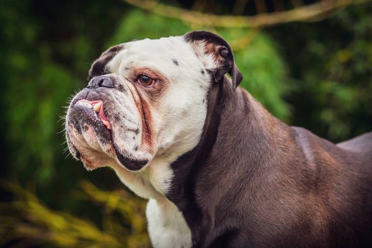 Un Olde English Bulldogge âgé au pelage blanc et brun montrant ses dents du bas. 