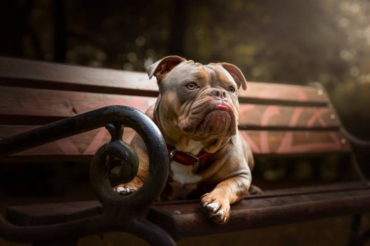 Un Olde English Bulldogge au pelage marron et aux yeux marron clair allongé sur un banc.