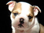Fudge - Olde English Bulldogge Mâle (1 mois)
