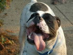 Photo Olde English Bulldogge