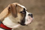Photo Olde English Bulldogge