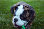 Photo Olde English Bulldogge