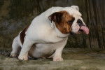 Photo Olde English Bulldogge