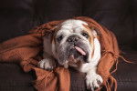 Photo Olde English Bulldogge