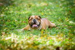 Photo Olde English Bulldogge