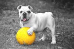 Photo Olde English Bulldogge
