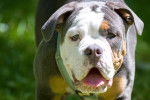 Photo Olde English Bulldogge