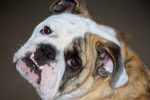 Photo Olde English Bulldogge