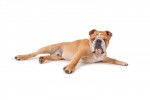 Photo Olde English Bulldogge