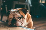 Photo Olde English Bulldogge