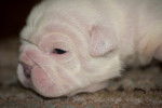 Photo Olde English Bulldogge