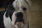 Photo Olde English Bulldogge