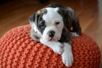 Photo Olde English Bulldogge