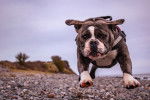 Photo Olde English Bulldogge