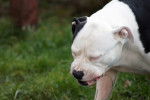 Photo Olde English Bulldogge