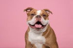 Photo Olde English Bulldogge