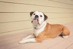 Photo Olde English Bulldogge