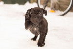 Un chiot Olde English Bulldogge qui fait ses premiers pas dans la neige et qui a l'air d'avoir froid.