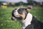 Un jeune Olde English Bulldogge blanc et noir qui regarde en l'air en souriant au milieu d'un pré. 