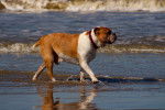 Un Olde English Bulldogge au pelage marron et blanc se promène tranquillement au bord de l'eau.