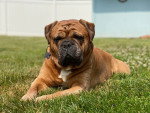 Un Olde English Bulldogge allongé sur un terrain herbeux