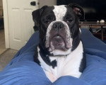 Un Olde English Bulldogge allongé sur un lit