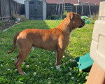 Un Olde English Bulldogge dans l'herbe