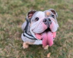 Un Olde English Bulldogge assis sur un terrain herbeux et tirant la langue