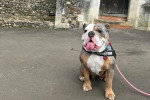 Un Olde English Bulldogge assis et tirant la langue