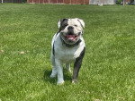 Un Olde English Bulldogge sur une surface herbacée