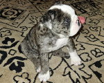 Un chiot Olde English Bulldogge assis sur un tapis